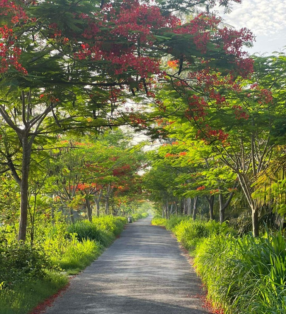 Hàng phượng che bóng mát tạo nên quang cảnh yên bình làng quê. Ảnh: XĐ An Hiệp
