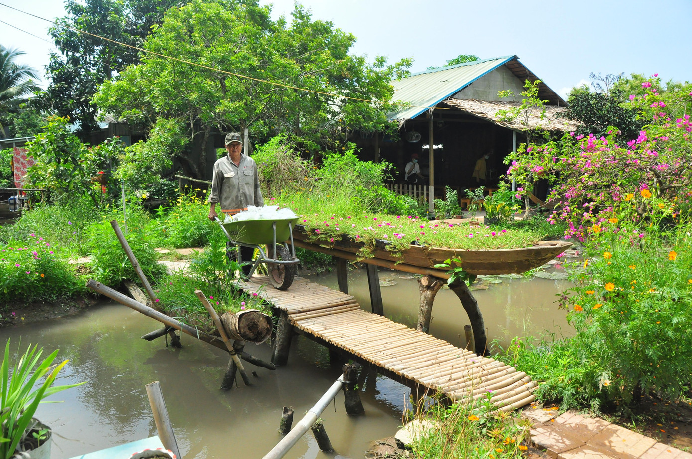 Người dân cồn Sơn thu hoạch ổi. - Ảnh: Hòa Hội