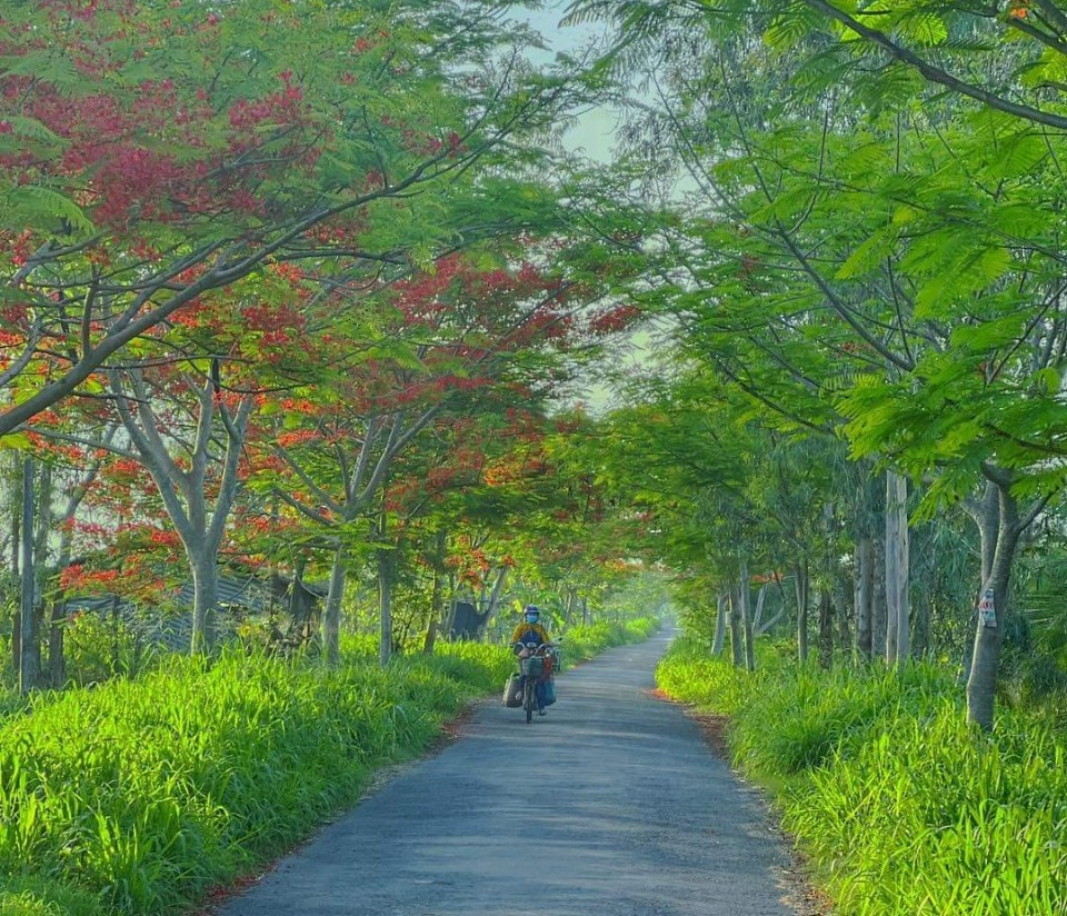Chị Lâm Như Quỳnh - Bí thư Tỉnh Đoàn Bến Tre cho biết, tuyến đường hoa phượng đỏ là một công trình ý nghĩa do sức trẻ của các chiến sĩ tình nguyện hè và đoàn viên, thanh niên xã An Hiệp. Công trình tuyến đường hoa phượng là dấu ấn để lại trong lòng người dân, góp phần giúp quê hương xứ dừa thêm xanh, giàu đẹp.