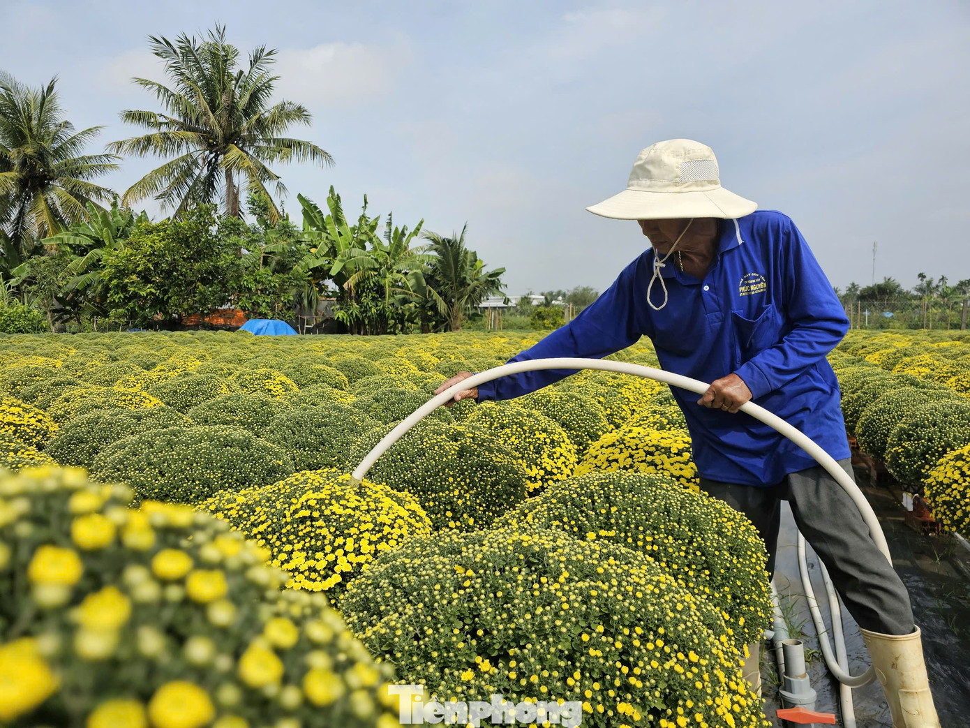 Nông dân tại xã Phú Sơn (Chợ Lách) tưới nước cho hoa cúc mâm xôi. Ảnh: Hòa Hội