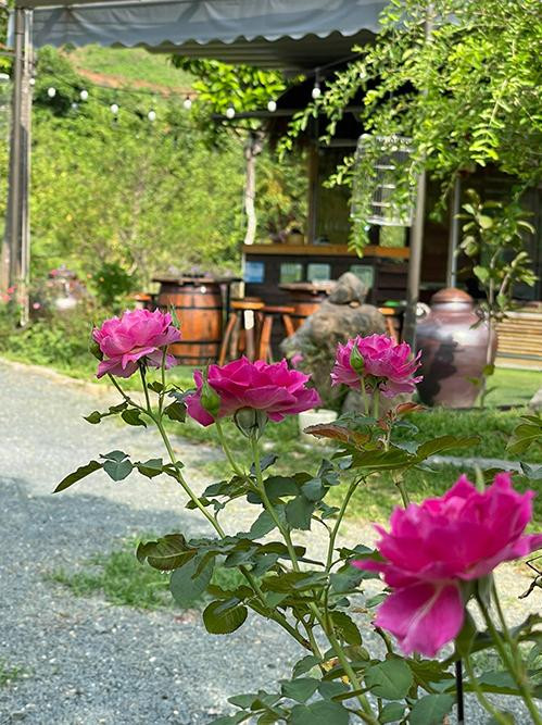 Một góc vườn nhà Việt Hoàn