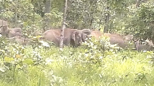 Đàn voi khoảng 36 con di chuyển thành hàng cắt qua một khu rừng gỗ dầu thuộc vườn quốc gia Yok Đôn - Ảnh trích từ clip của kiểm lâm. Đàn voi khoảng 36 con di chuyển thành hàng cắt qua một khu rừng gỗ dầu thuộc vườn quốc gia Yok Đôn - Ảnh trích từ clip của kiểm lâm