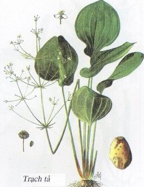 Bài thuốc trị đái tháo đường 2