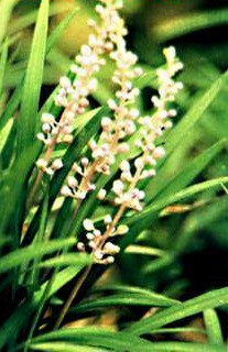 Bài thuốc trị đái tháo đường 1