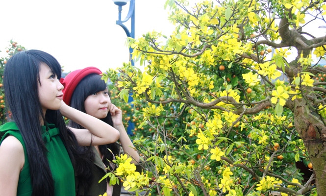 Ngỡ ngàng trước vẻ đẹp hoa mai vàng
