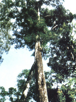 Cây thông đỏ cổ thụ giữa rừng. Cây thông đỏ cổ thụ giữa rừng