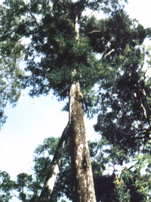 Cây thông đỏ cổ thụ giữa rừng. Cây thông đỏ cổ thụ giữa rừng