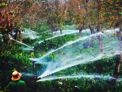 Tưới cà phê mùa khô 