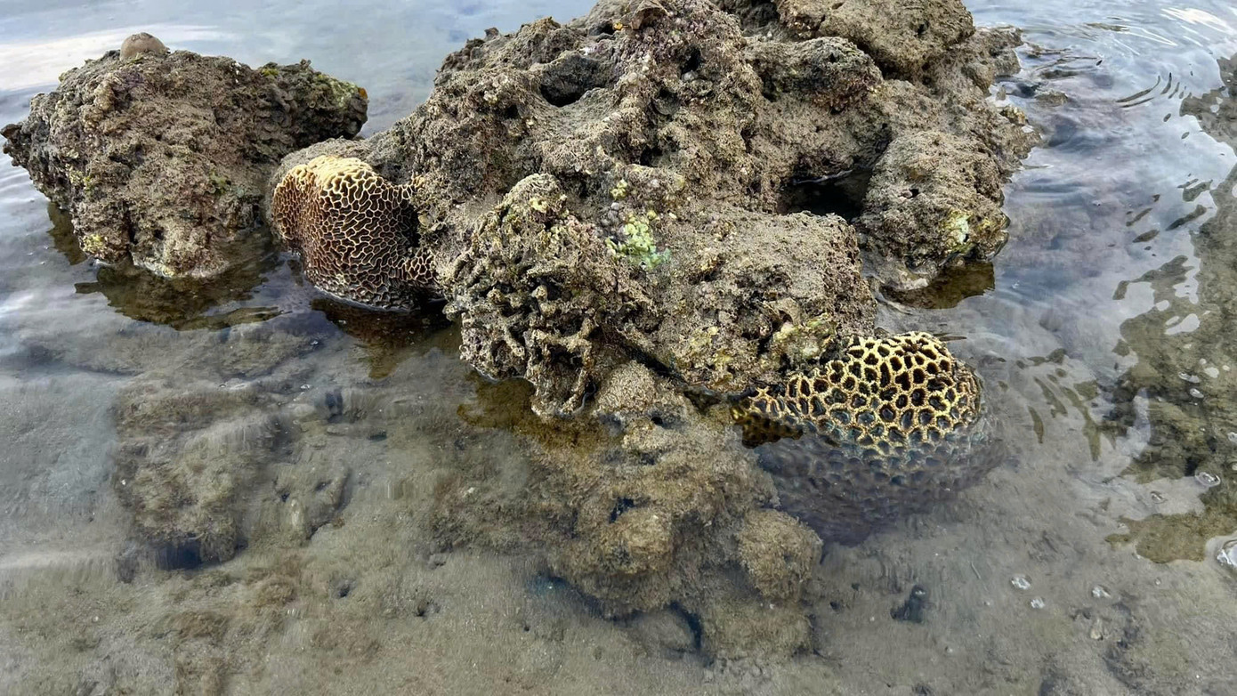 Rạn san hô khu vực Hòn Chồng đang phục hồi rất tốt. Nguồn: BQL vịnh Nha Trang. Rạn san hô khu vực Hòn Chồng đang phục hồi rất tốt. Nguồn: BQL vịnh Nha Trang.