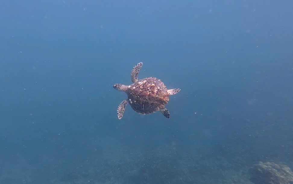 Rùa biển xuất hiện tại khu vực biển Hòn Mun vào đầu tháng 10. Nguồn: BQL vịnh Nha Trang. Rùa biển xuất hiện tại khu vực biển Hòn Mun vào đầu tháng 10. Nguồn: BQL vịnh Nha Trang.