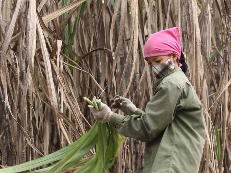 Người trồng mía còn gặp nhiều khó khăn. Ảnh: Xuân Phú