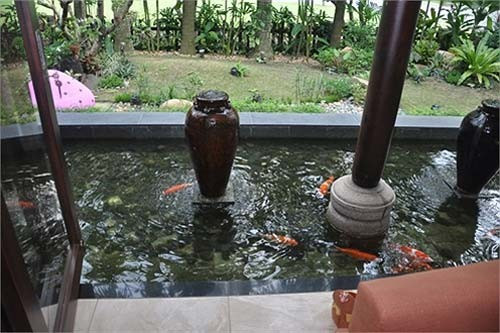 Cá bơi sát bộ sô pha trong phòng khách.