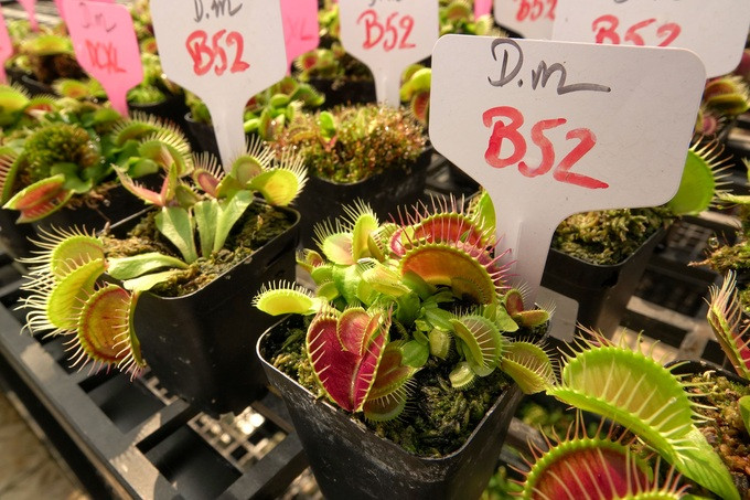 Mỗi loại cây sẽ có mức giá khác nhau, tùy thuộc vào kích thước và đặc tính từng loại. (Ảnh: Thúy Vy) Mỗi loại cây sẽ có mức giá khác nhau, tùy thuộc vào kích thước và đặc tính từng loại. (Ảnh: Thúy Vy)