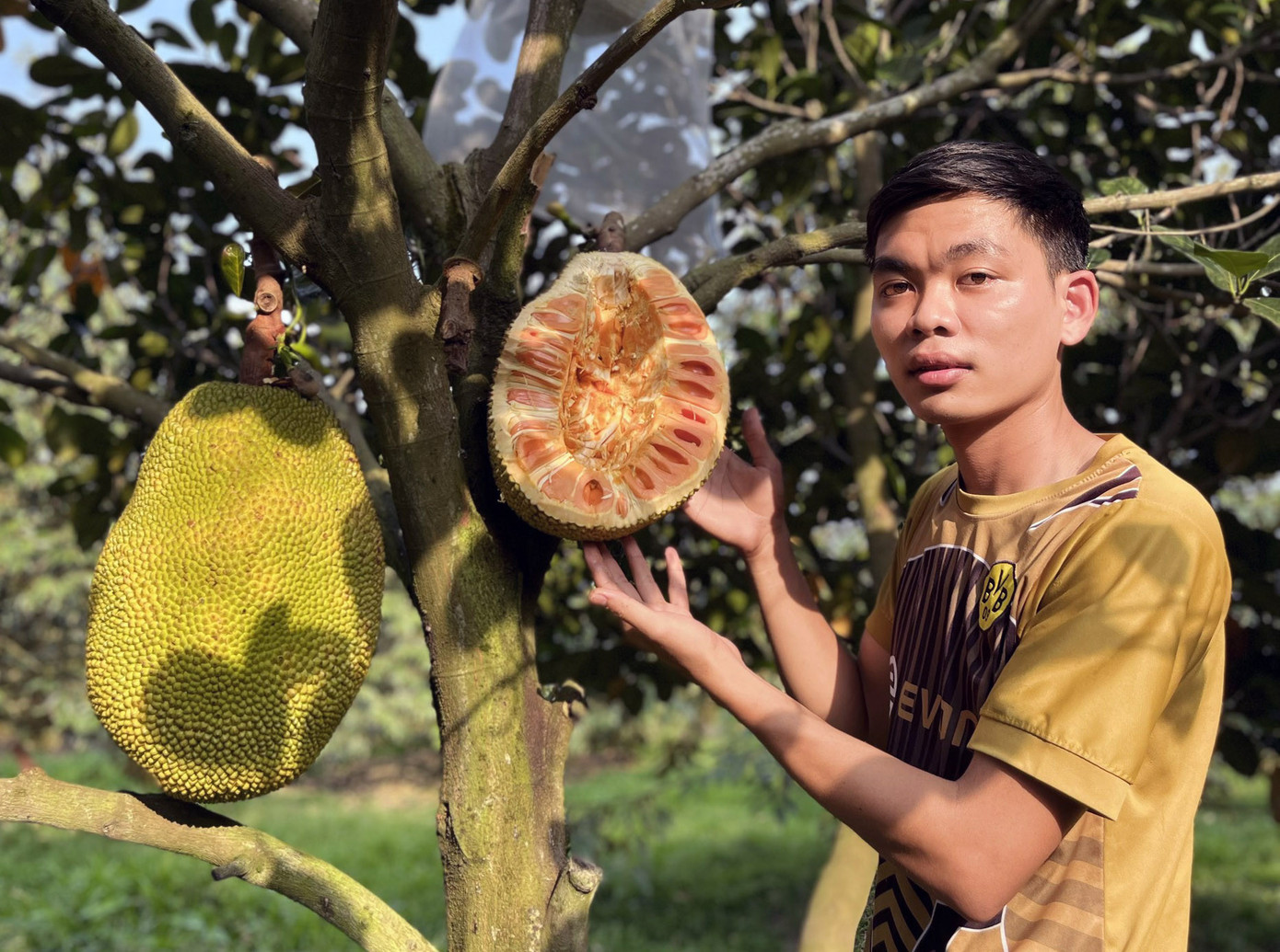 Nhờ trồng mít ruột đỏ, gia đình Sang có thu nhập khoảng nửa tỷ đồng/năm.