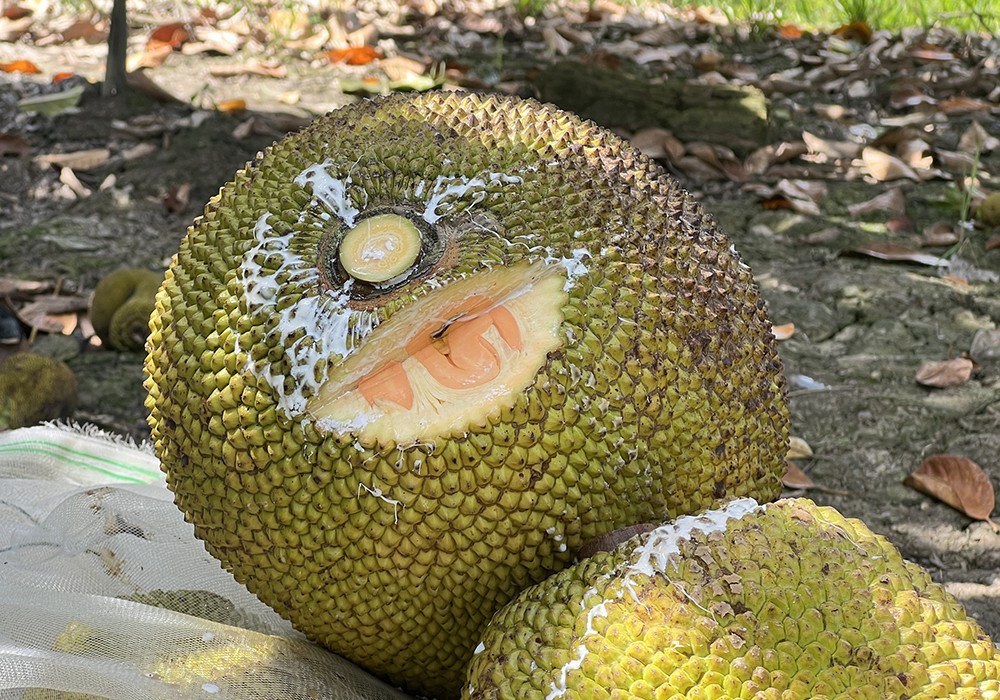 Trái mít khi vừa hái sẽ được cắt một miếng ở phần gần với cuống để kiểm tra độ già và xem bên trong trái có bị xơ đen hay không.