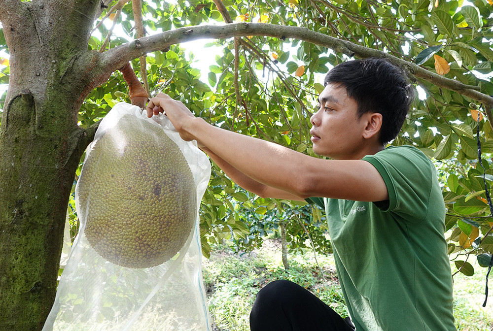 Sang cẩn thận thăm từng trái mít trong vườn.