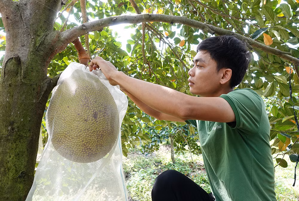 Sang cẩn thận thăm từng trái mít trong vườn.