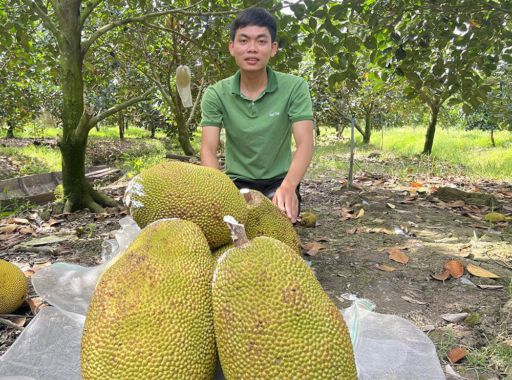 Sang bên những trái mít vừa cắt xuống để bán cho thương lái.