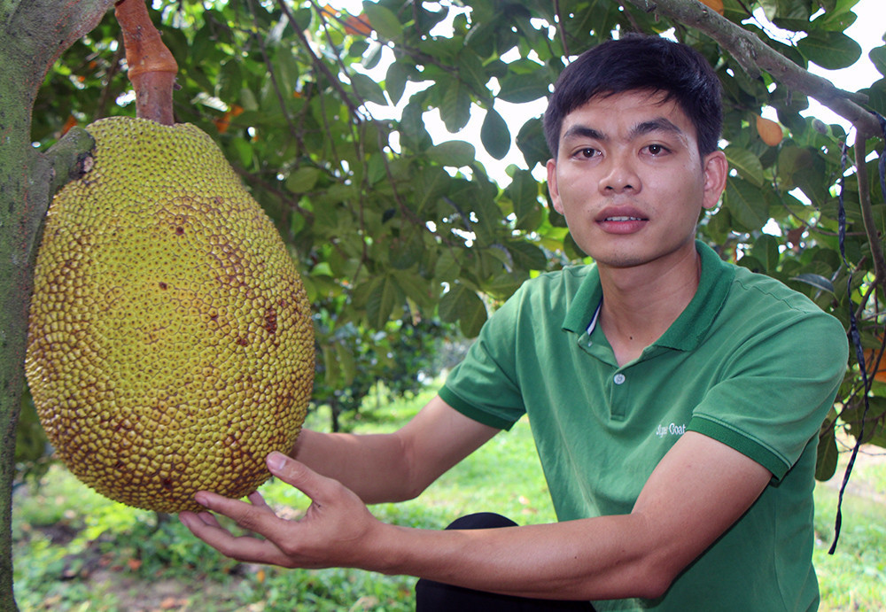 Mỗi trái mít ruột đỏ nặng hơn 10kg.