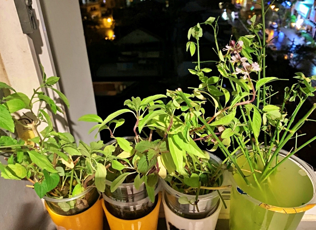 Những loại rau có thể trồng bằng cách giâm cành đều được Như trồng lại sau khi ăn lá.