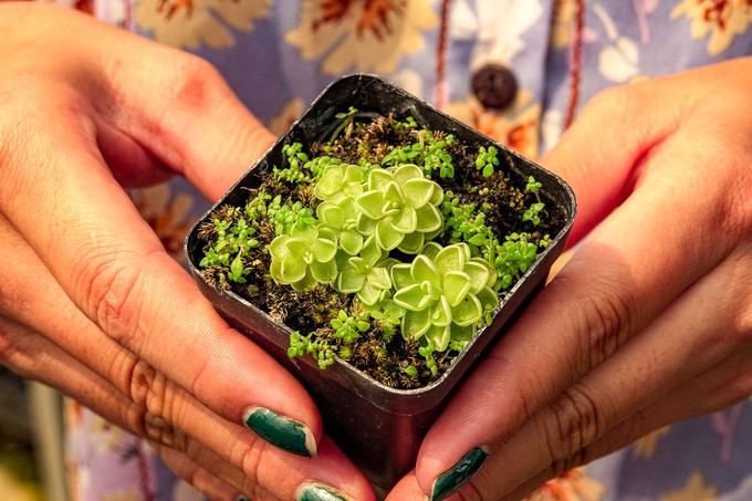 Để hoa nở theo kích thước đẹp, người trồng cần chú ý ba tiêu chí về lượng nước, ánh sáng và phần đất của cây. (Ảnh: Thúy Vy) Để hoa nở theo kích thước đẹp, người trồng cần chú ý ba tiêu chí về lượng nước, ánh sáng và phần đất của cây. (Ảnh: Thúy Vy)