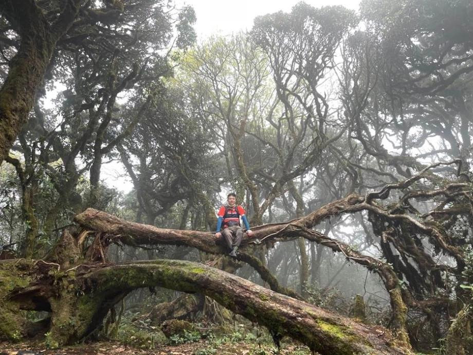 Rừng rêu cổ tích Rừng rêu cổ tích