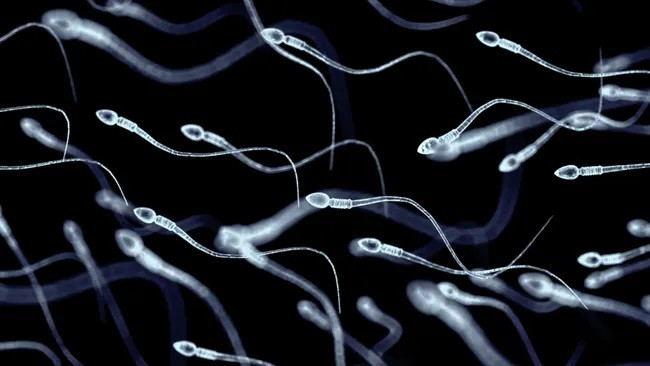 Thông qua một quy trình thử nghiệm, một người đàn ông đã được đưa tế bào gốc tạo tinh trùng vào hệ thống sinh sản để điều trị vô sinh. (Ảnh: LYagovy)