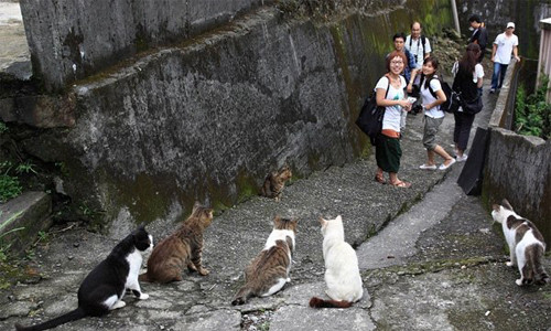 Sự say mê thảo luận, thậm chí phát cuồng trên trang blog địa phương đã ngày càng thu hút nhiều hơn những người yêu mèo tìm đến Houtong để chụp ảnh mèo, vuốt ve và chơi đùa với chúng