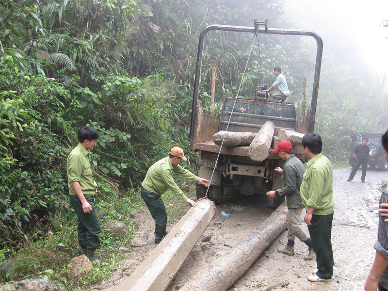 Thu hồi gỗ bị lâm tặc phá