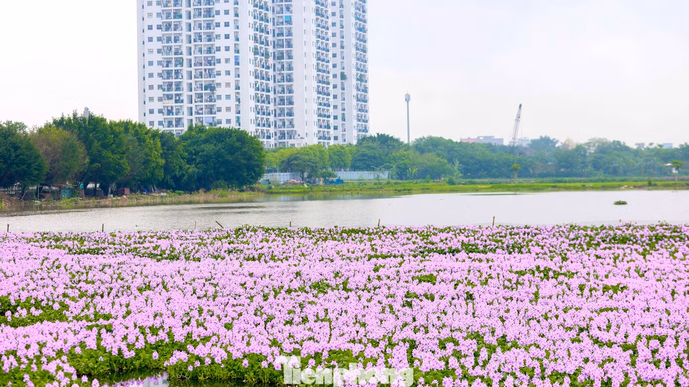 Cách trung tâm Hà Nội khoảng 10km, nằm đối diện số 285 đường Phúc Lợi, quận Long Biên là cả cánh đồng lục bình đua nhau nở rộ màu tím biếc.