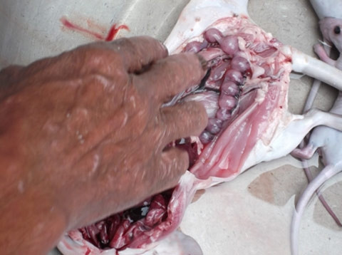 Kinh hoàng món ăn quái dị