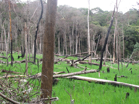 Phá rừng làm nương rẫy ở Đăk Rong, huyện Kbang, tỉnh Gia Lai. Phá rừng làm nương rẫy ở Đăk Rong, huyện Kbang, tỉnh Gia Lai