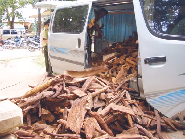 Thu giữ gỗ huê khai thác trái phép ở Phong Nha - Kẻ Bàng năm 2009 