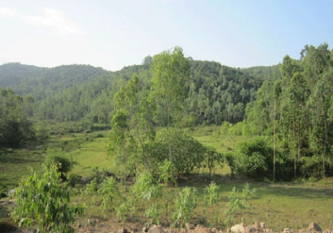 Khu vực đồi keo