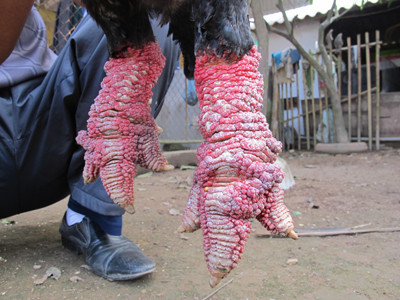 Ông Nguyễn Trọng Tích bên con gà trống Đông Tảo thuần chủng từng có khách trả 23 triệu đồng 