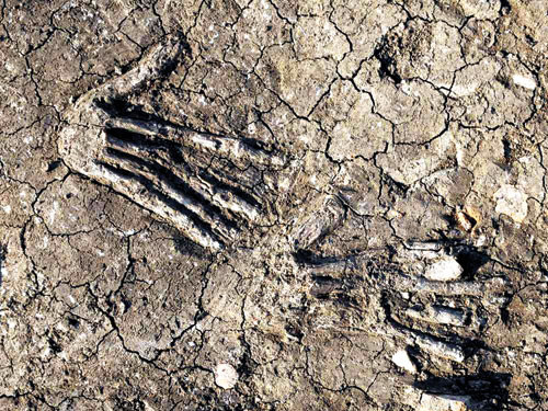 Hai trong số bàn tay được tìm thấy. Ảnh: Viện Khảo cổ học Áo