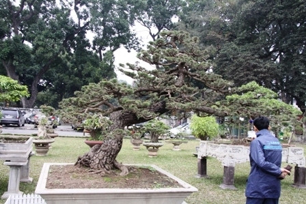 Phú quý sinh lễ nghĩa, nhiều đại gia xem thầy mượn thợ phán phải có cây phong thủy để trì mệnh nên đã không tiếc tiền bỏ ra tìm mua cây quý. Phú quý sinh lễ nghĩa, nhiều đại gia xem thầy mượn thợ phán phải có cây phong thủy để trì mệnh nên đã không tiếc tiền bỏ ra tìm mua cây quý