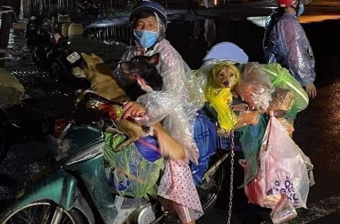 Những chú chó theo chủ về quê đã bị tiêu hủy. Ảnh cắt từ clip