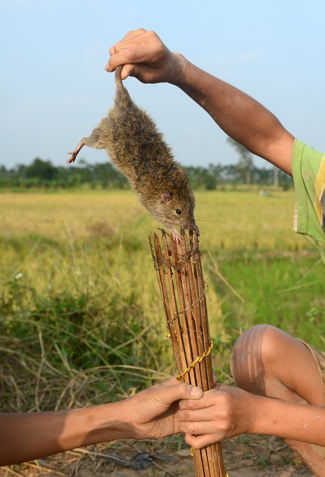 Một con chuột vừa được lấy ra từ nơm
