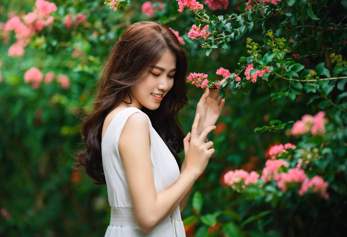 Thiếu nữ dịu dàng bên hoa tường vi (Ảnh: Lưu Đức Dũng).