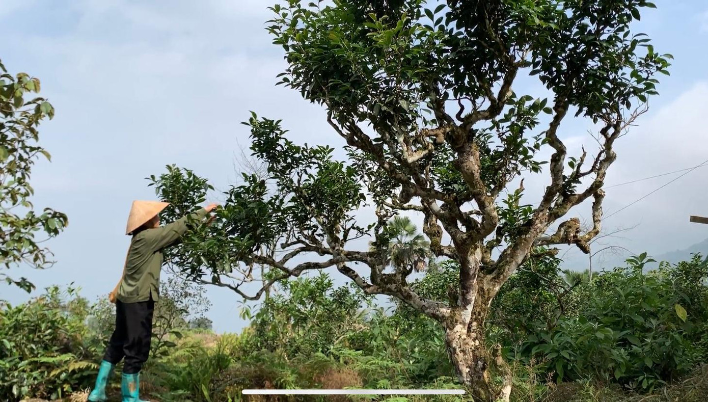 Cô bắt đầu lên ý tưởng thu hoạch và sản xuất sản phẩm nông nghiệp có nguyên liệu sẵn có tại địa phương.