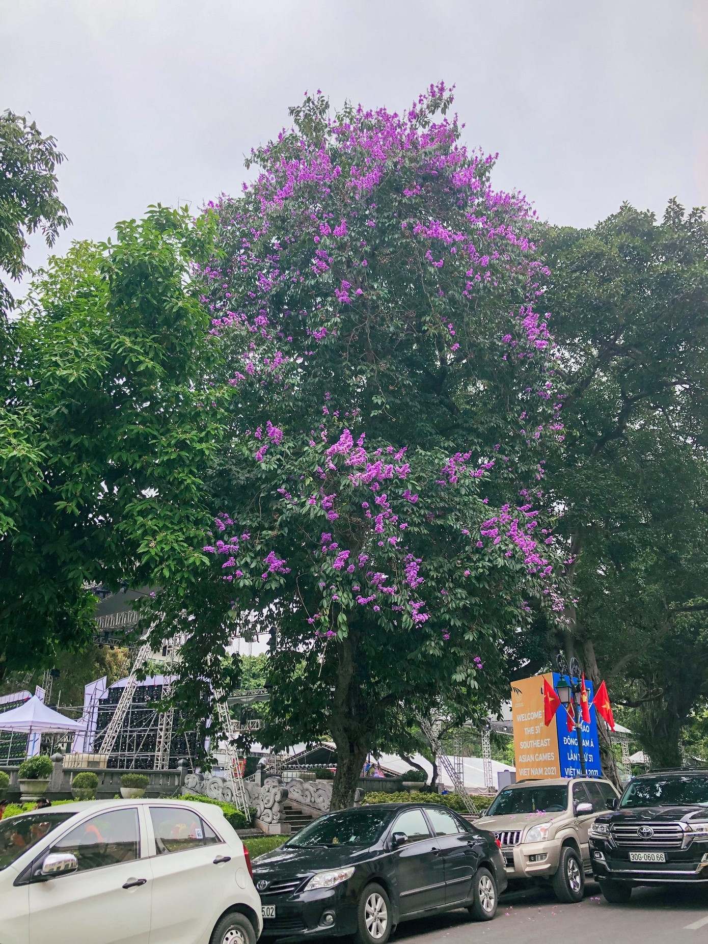Không những thế, màu tím của hoa bằng lăng cũng khiến người ta liên tưởng ngay đến một tình yêu thủy chung.