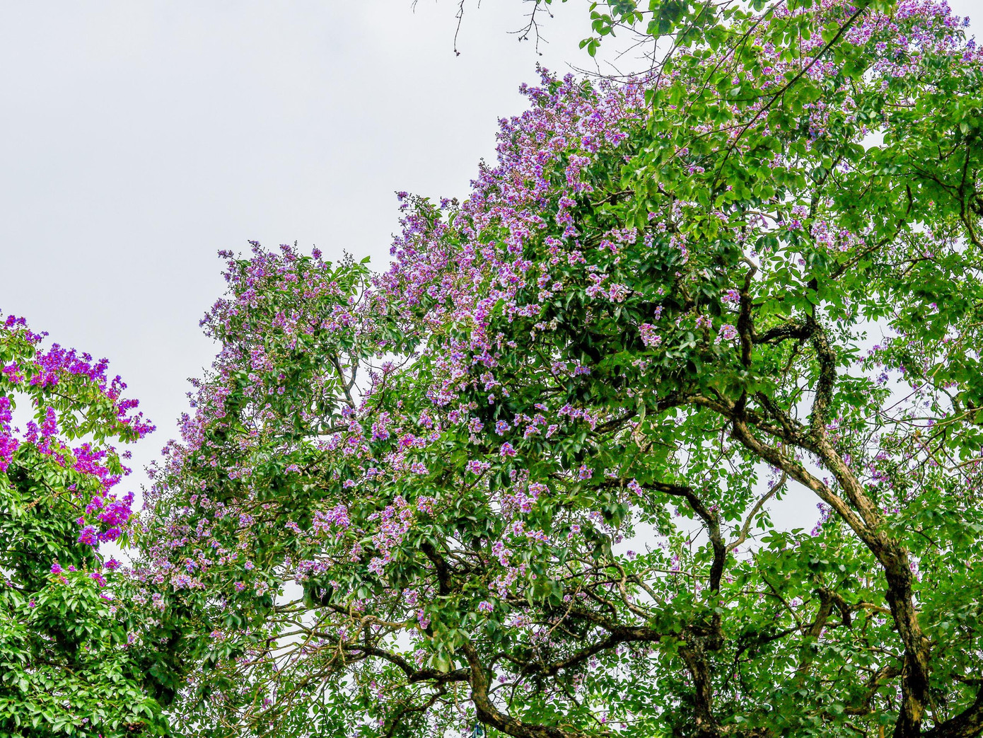 Hoa bằng lăng gợi cho chúng ta nhớ về một tình yêu tuổi học trò trong sáng, ngây ngô.