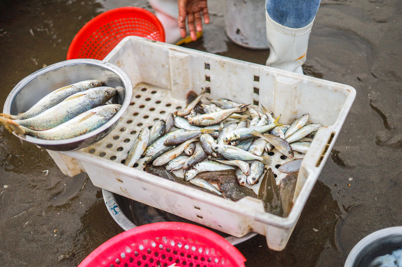 Có rất nhiều loại cá được làm thành một "mớ" để bán cho người dân bản địa và khách thập phương.