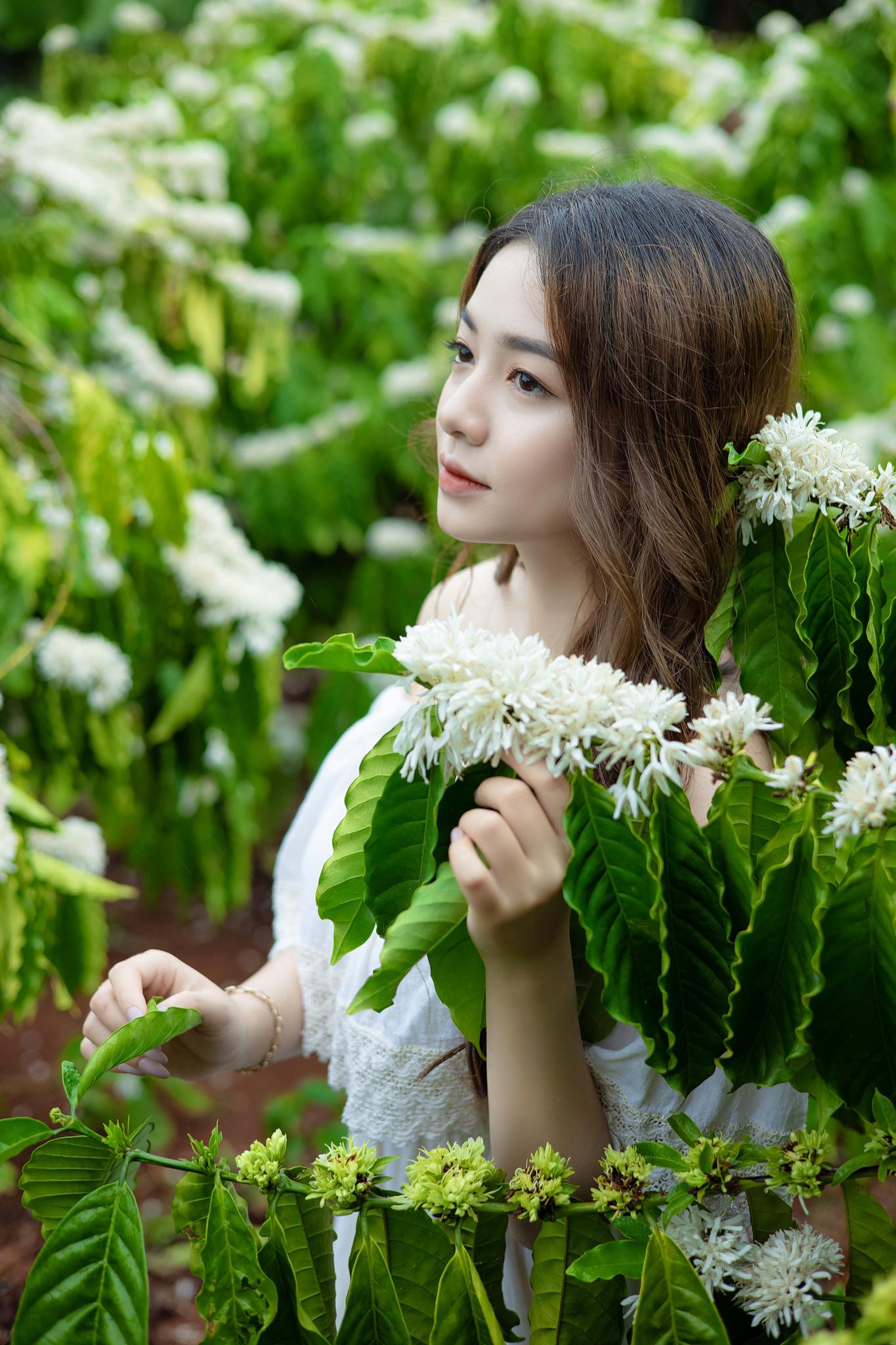 Vẻ đẹp trong veo của Xuân Trúc trong rừng cà phê mùa hoa nở.