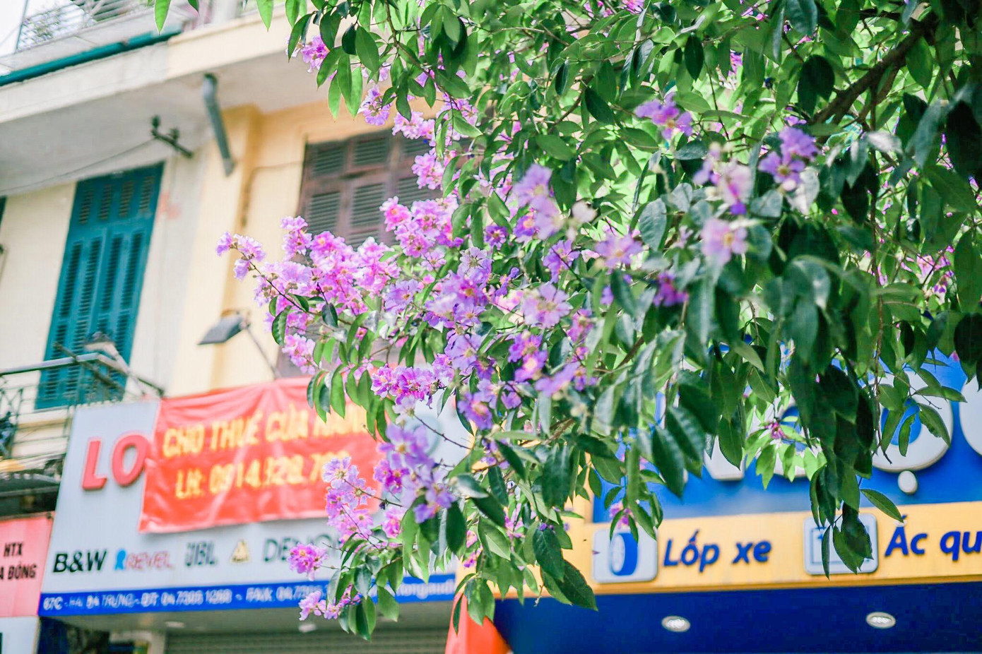 Màu tím biếc của loài hoa thân thuộc khiến cho phố phường Hà Nội trở nên vô cùng khác biệt.