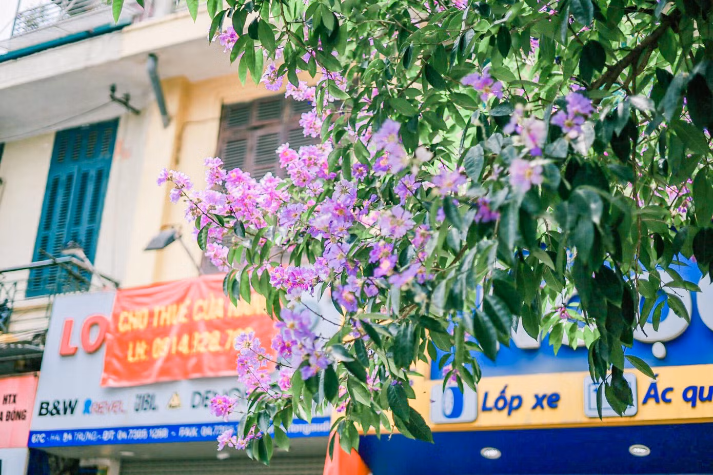 Màu tím biếc của loài hoa thân thuộc khiến cho phố phường Hà Nội trở nên vô cùng khác biệt.