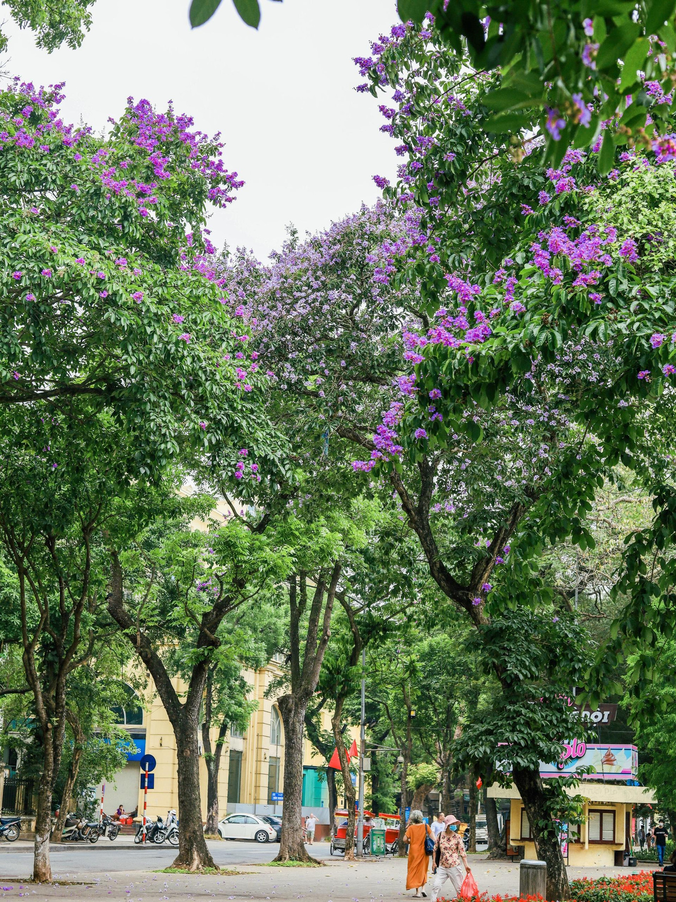 Hoa bằng lăng thường nở vào khoảng thời gian chớm hè.