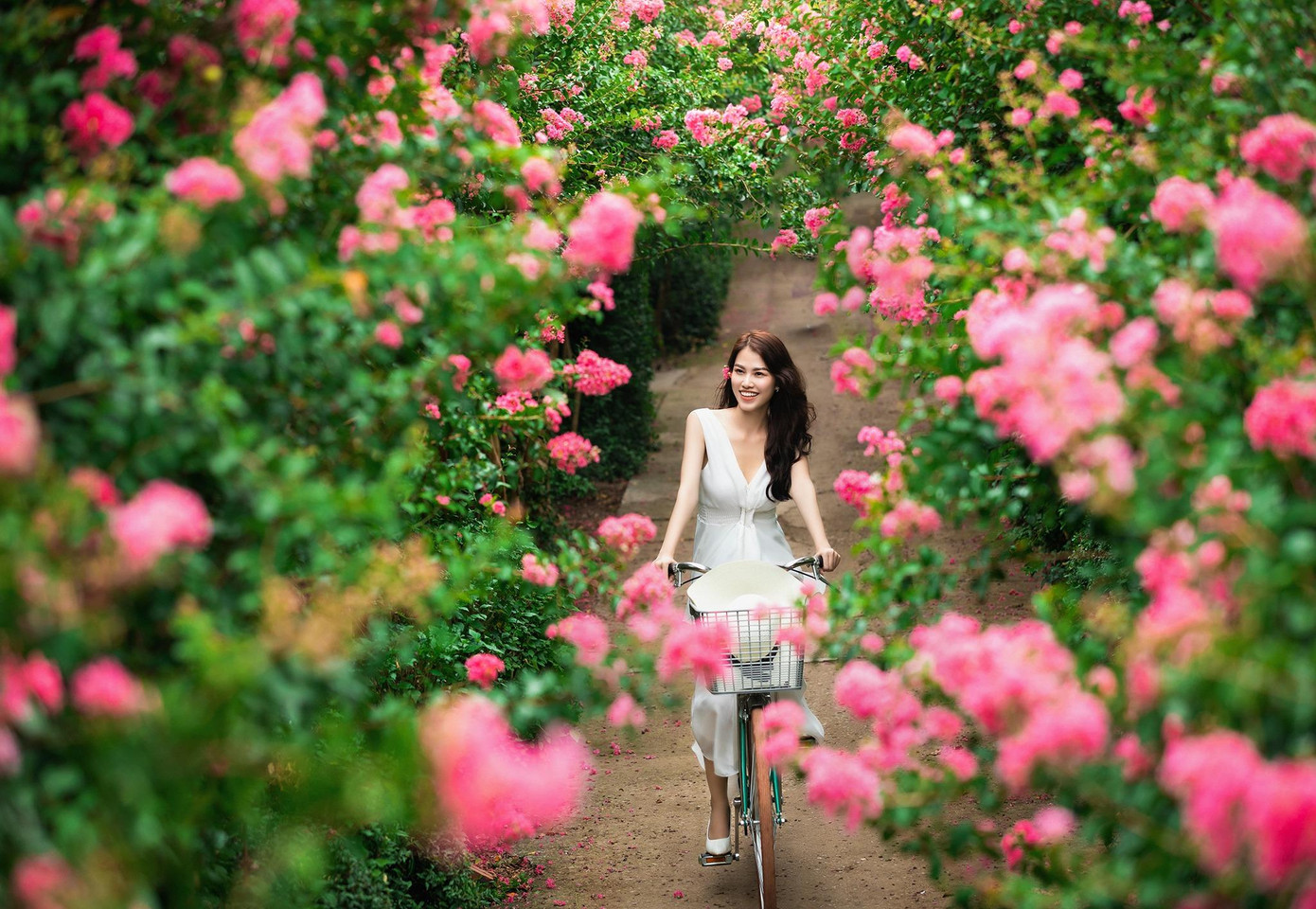 Có nhiều cách tạo dáng tại vườn tường vi để có một bộ ảnh đẹp (Ảnh: Lưu Đức Dũng).