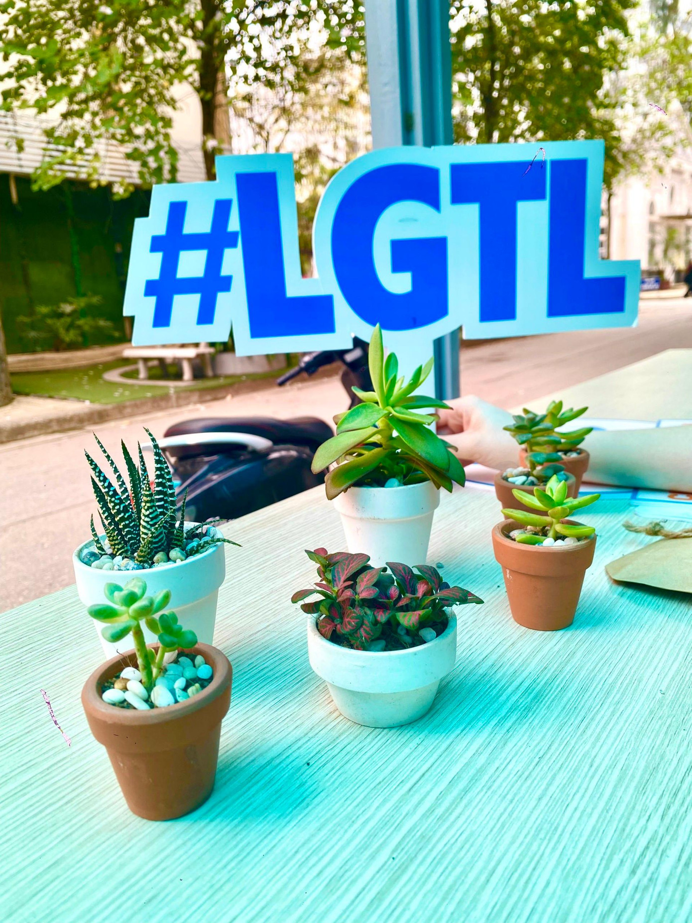 Gian hàng bán cây sen đá, xương rồng tại trường Đại học Văn hóa Hà Nội. Gian hàng bán cây sen đá, xương rồng tại trường Đại học Văn hóa Hà Nội.